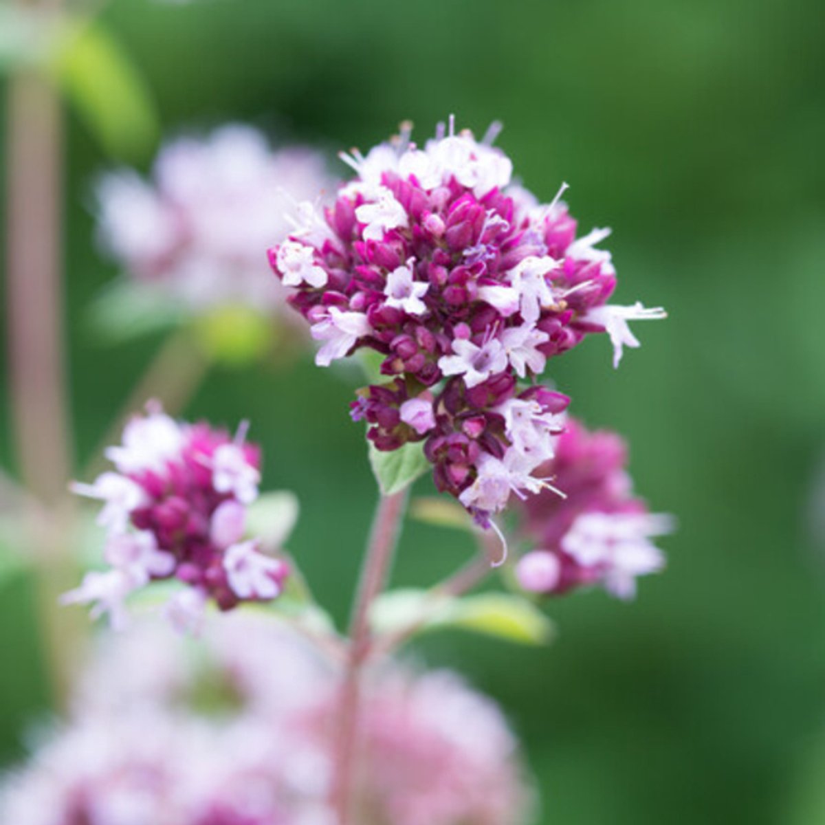 6x Origanum laevigatum 'Herrenhausen' - 10-25cm - Ø9cm