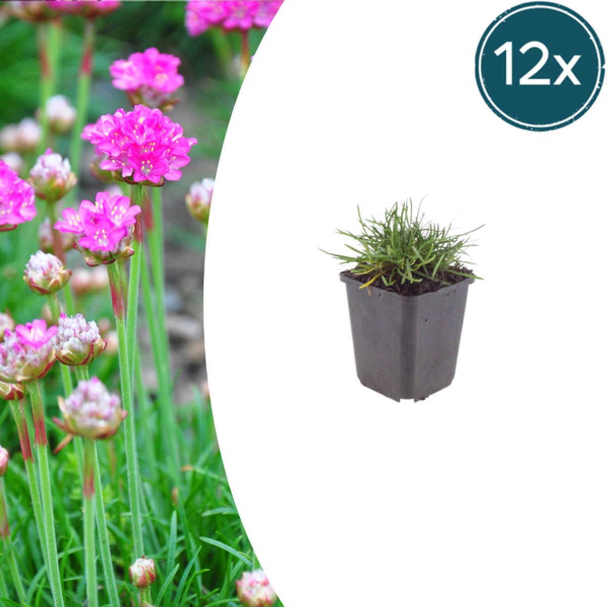 12x Armeria m. 'Splendens' - 10-25cm - Ø9cm