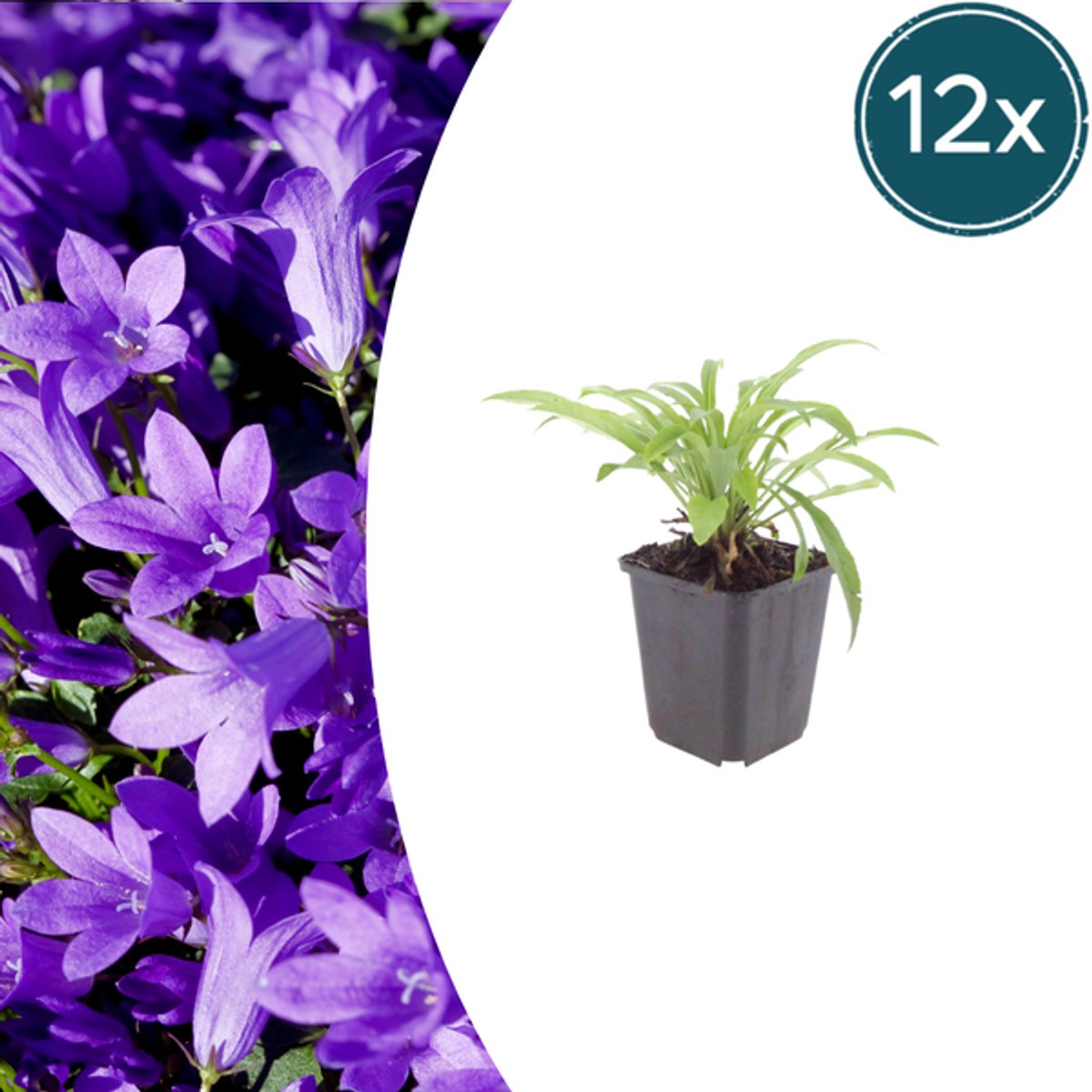 12x Campanula pers. 'Coerulea' - 10-25cm - Ø9cm