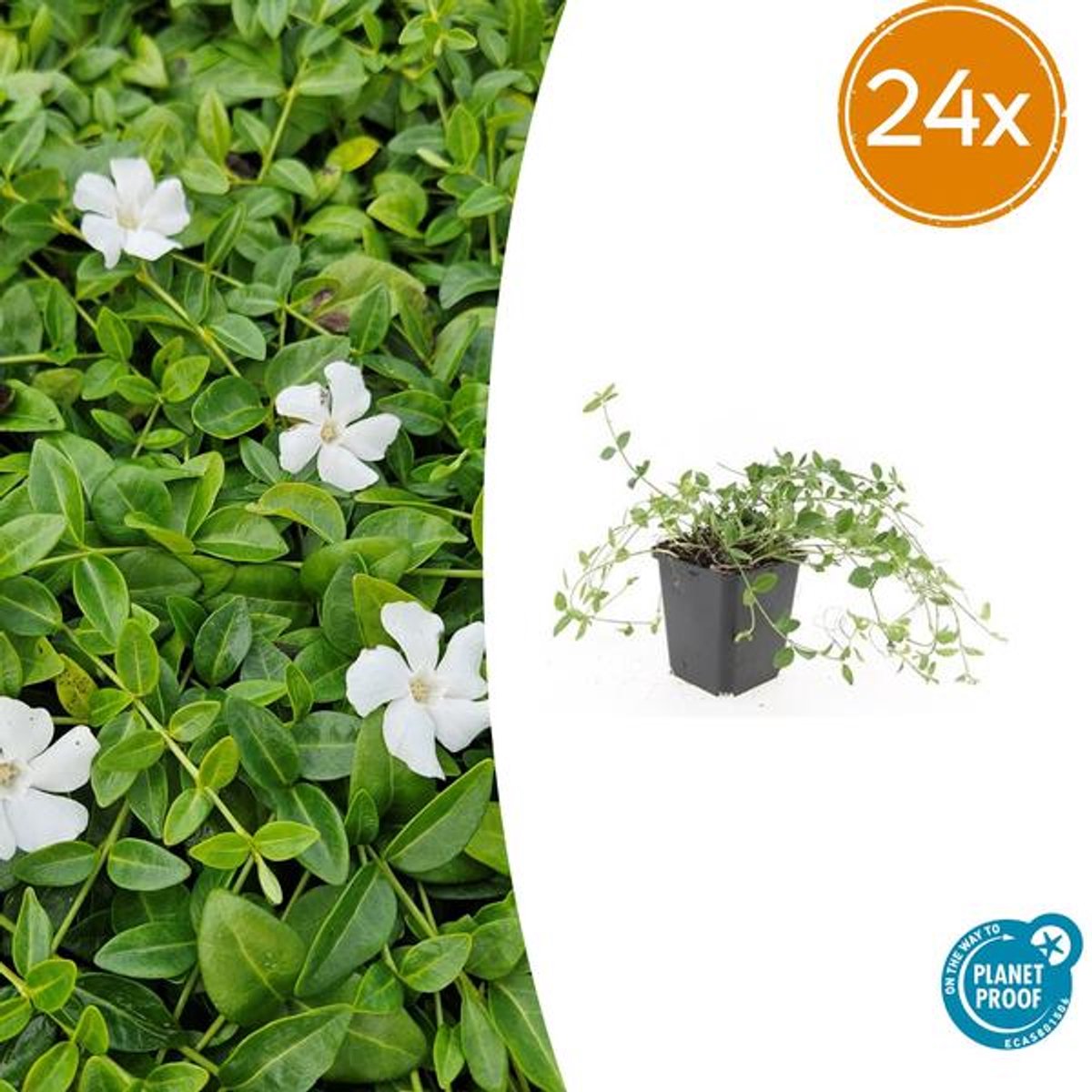 24x Vinca minor 'Gertrude Jekyll' - 10-25cm - Ø9cm