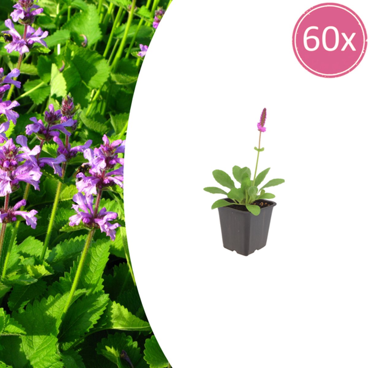 60x Stachys mon. 'Hummelo' - 10-25cm - Ø9cm