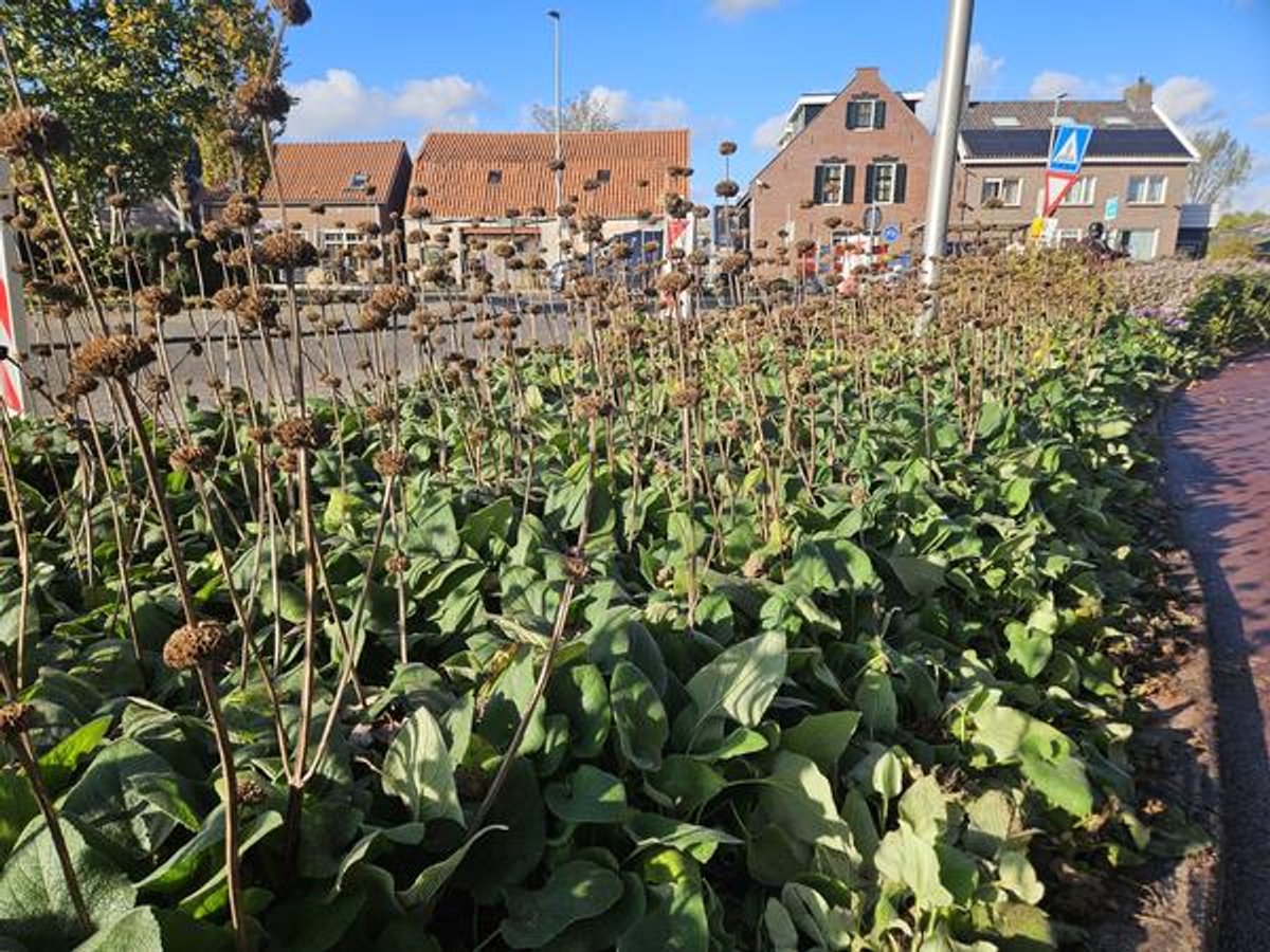 48x Phlomis russeliana - 10-25cm - Ø9cm