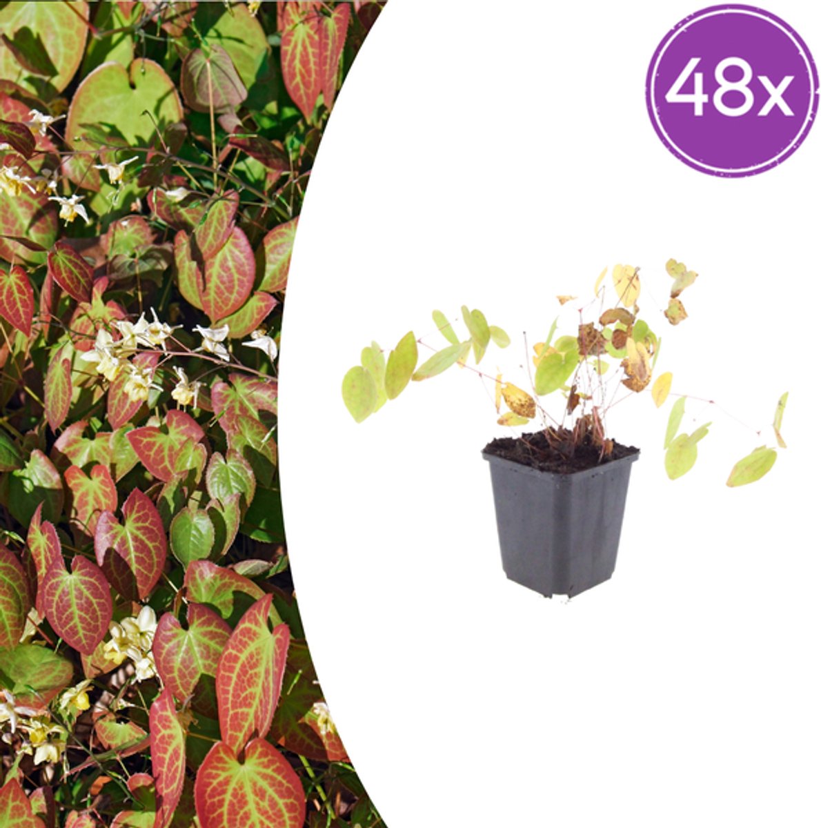 48x Epimedium y. 'Niveum' - 10-25cm - Ø9cm