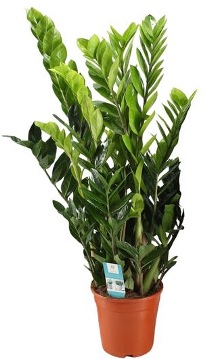 Zamioculcas Zamiifolia (ZZ-plant) - Ø21cm - 95cm