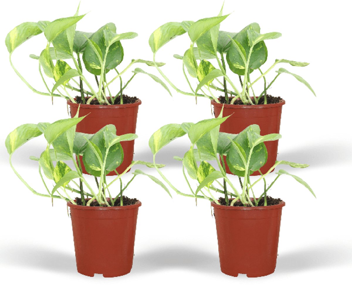 Epipremnum Aureum (Scindapsus) - 4 stuks - Ø12cm - 20cm