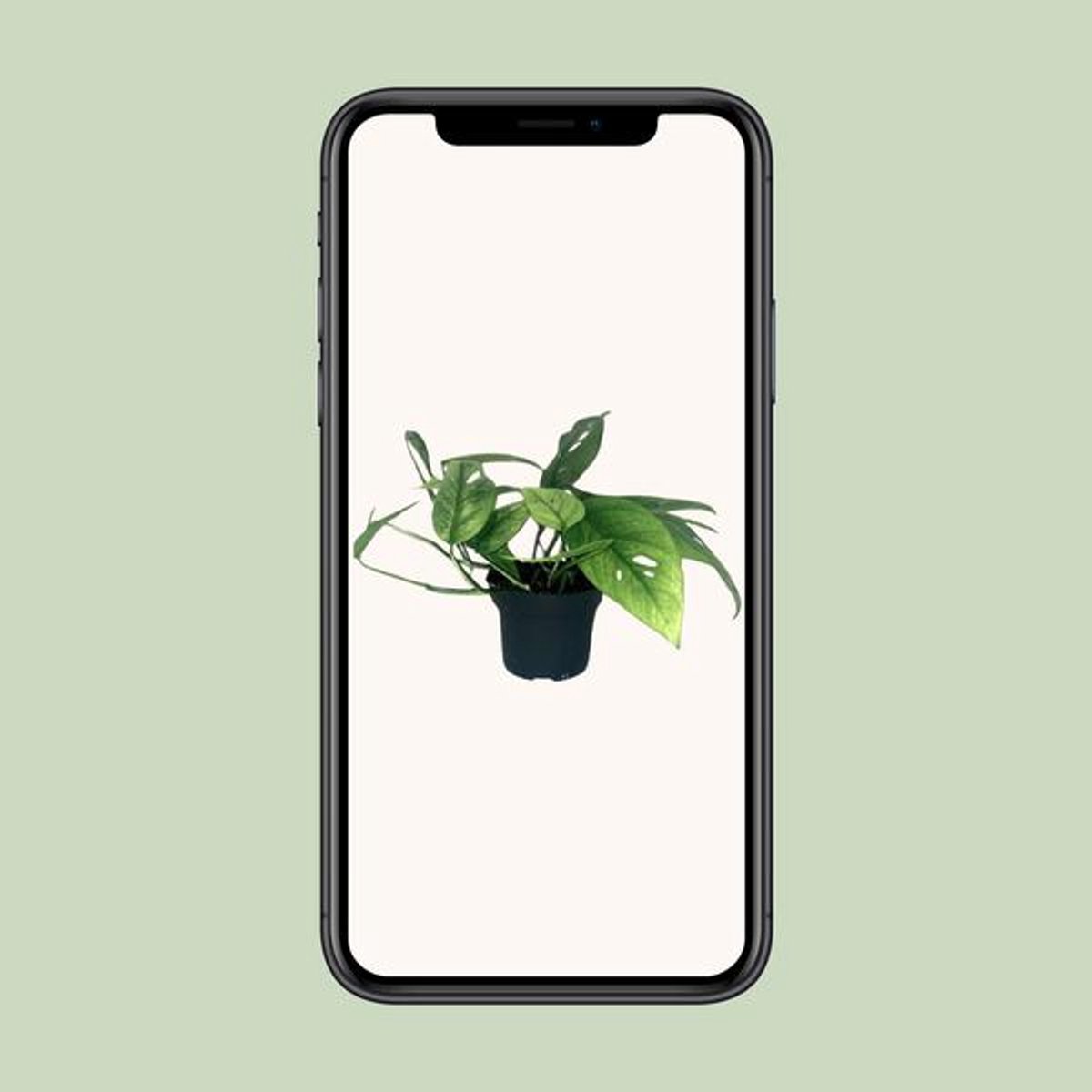 Epipremnum Cebu Blue - Ø12cm - 20cm