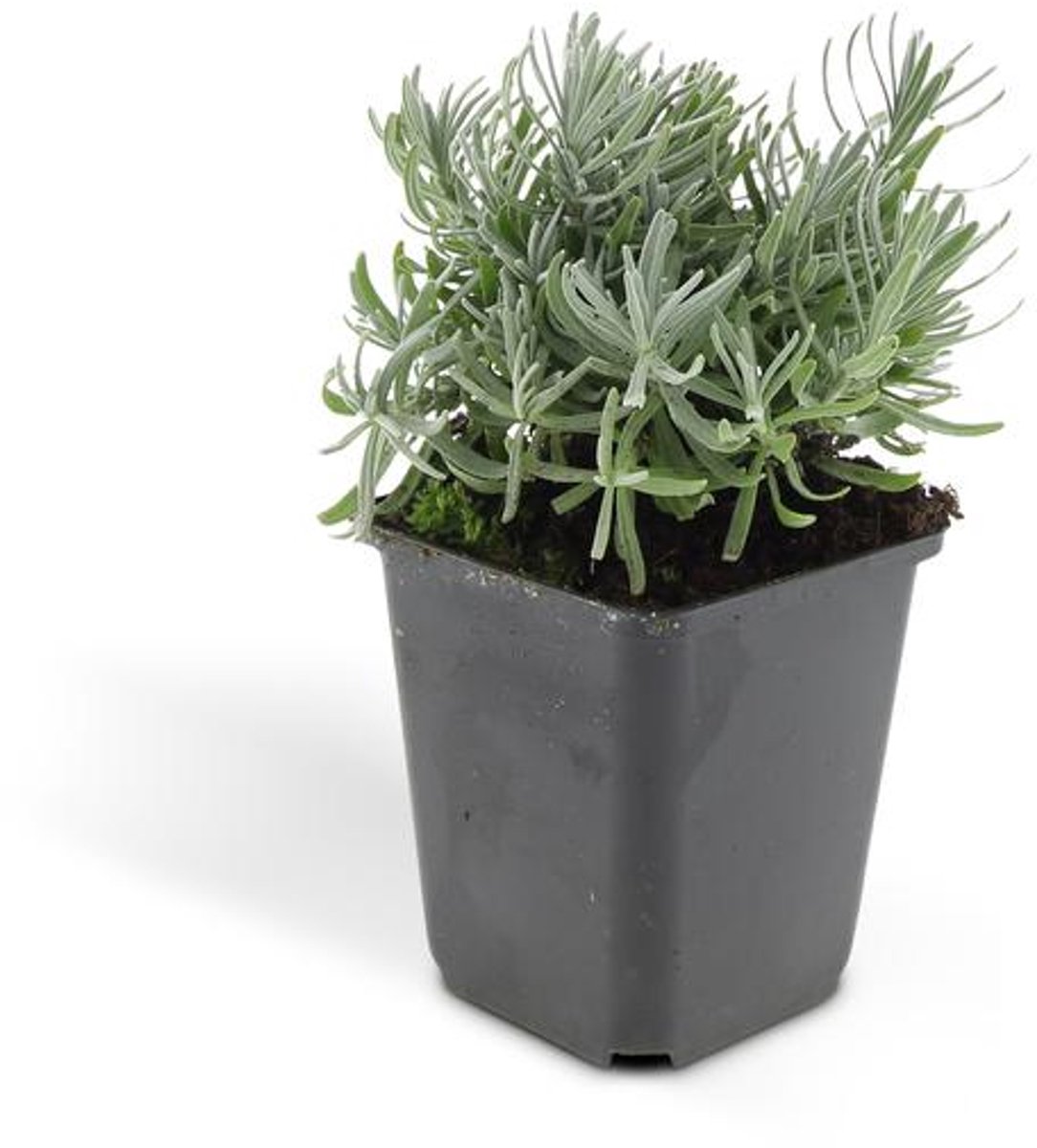 48x Lavandula 'Hidcote' - 10-25cm - Ø9cm