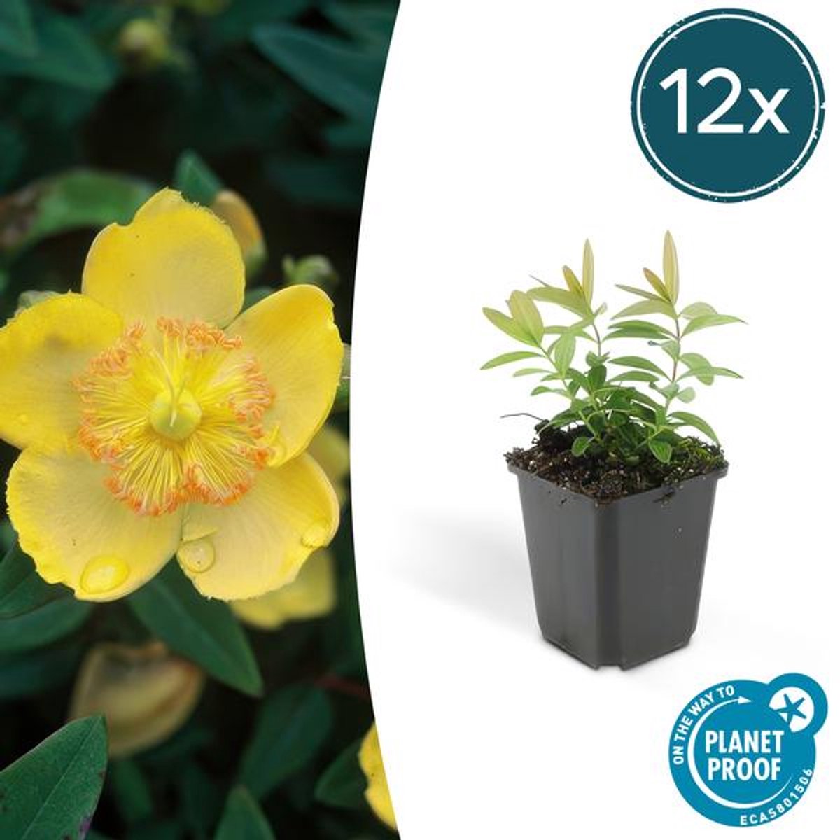 12x Hypericum calycinum - 10-25cm - Ø9cm