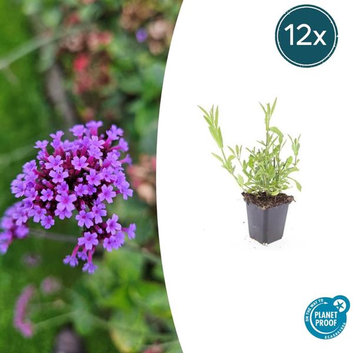 12x Verbena bonariensis - 10-25cm - Ø9cm