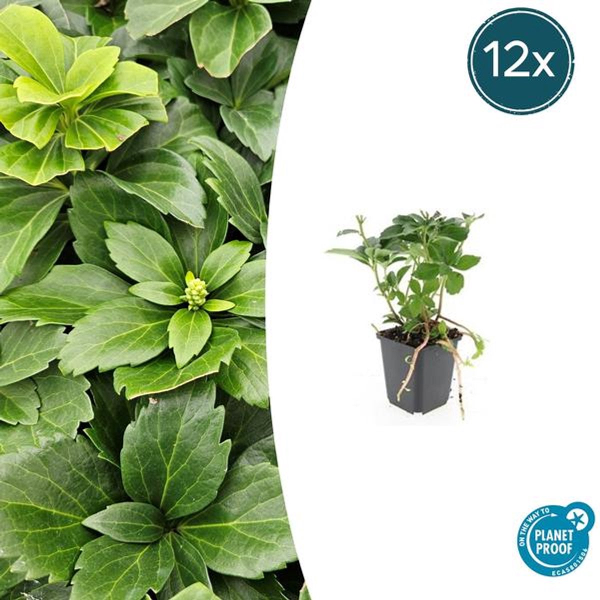 12x Pachysandra terminalis - 10-25cm - Ø9cm