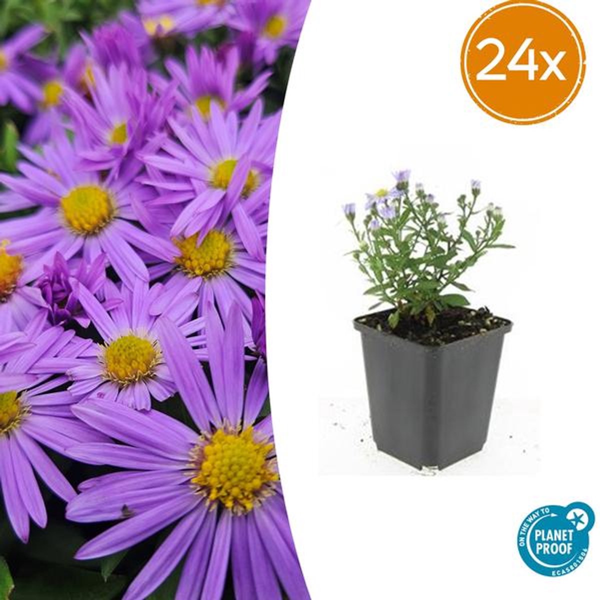 24x Aster (D) 'Prof. Anton Kippenberg' - 10-25cm - Ø9cm