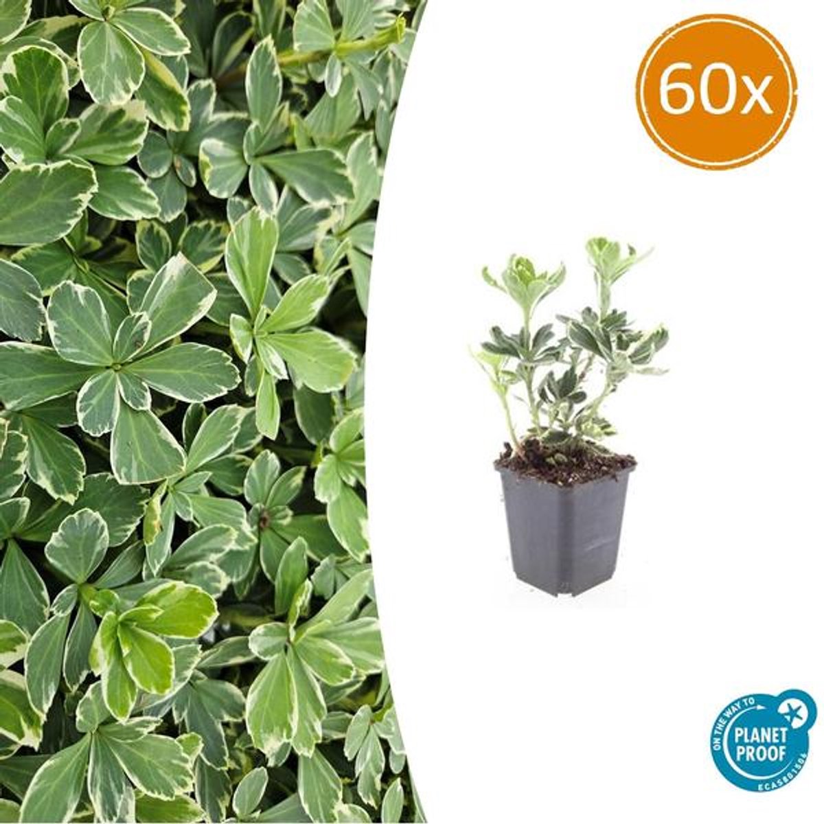 60x Pachysandra term. 'Variegata' - 10-25cm - Ø9cm