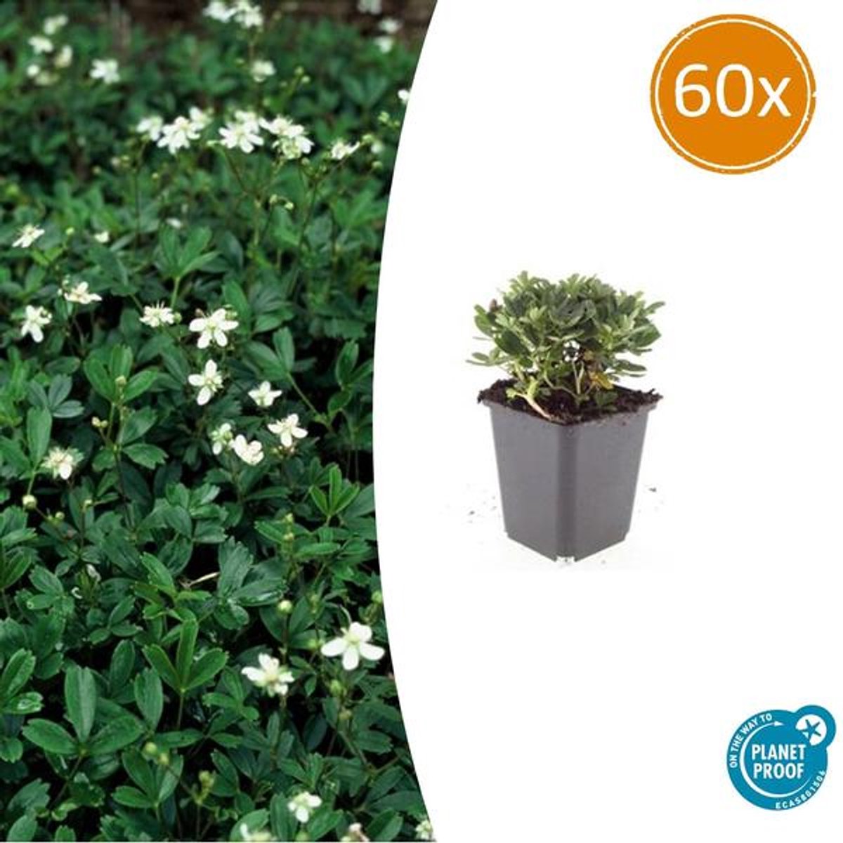 60x Potentilla tridentata 'Nuuk' - 10-25cm - Ø9cm