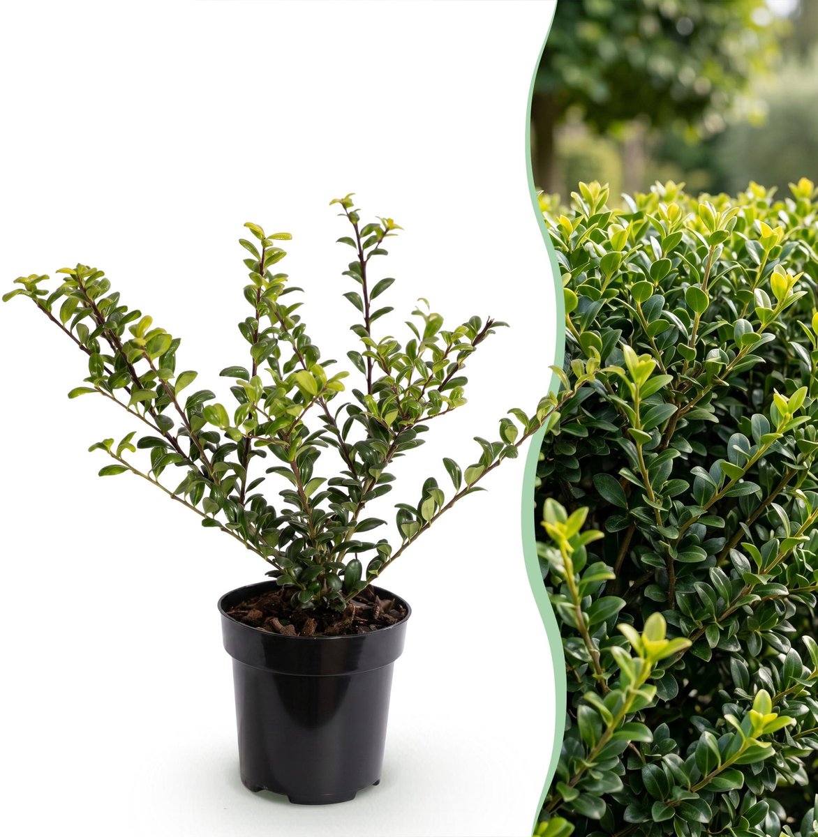 Green boutiQ - 40x Ilex crenata Golden Gem - Japanse Hulst - Haagplanten - Groenblijvend - Geel - Pot 9cm - Hoogte 20-30cm