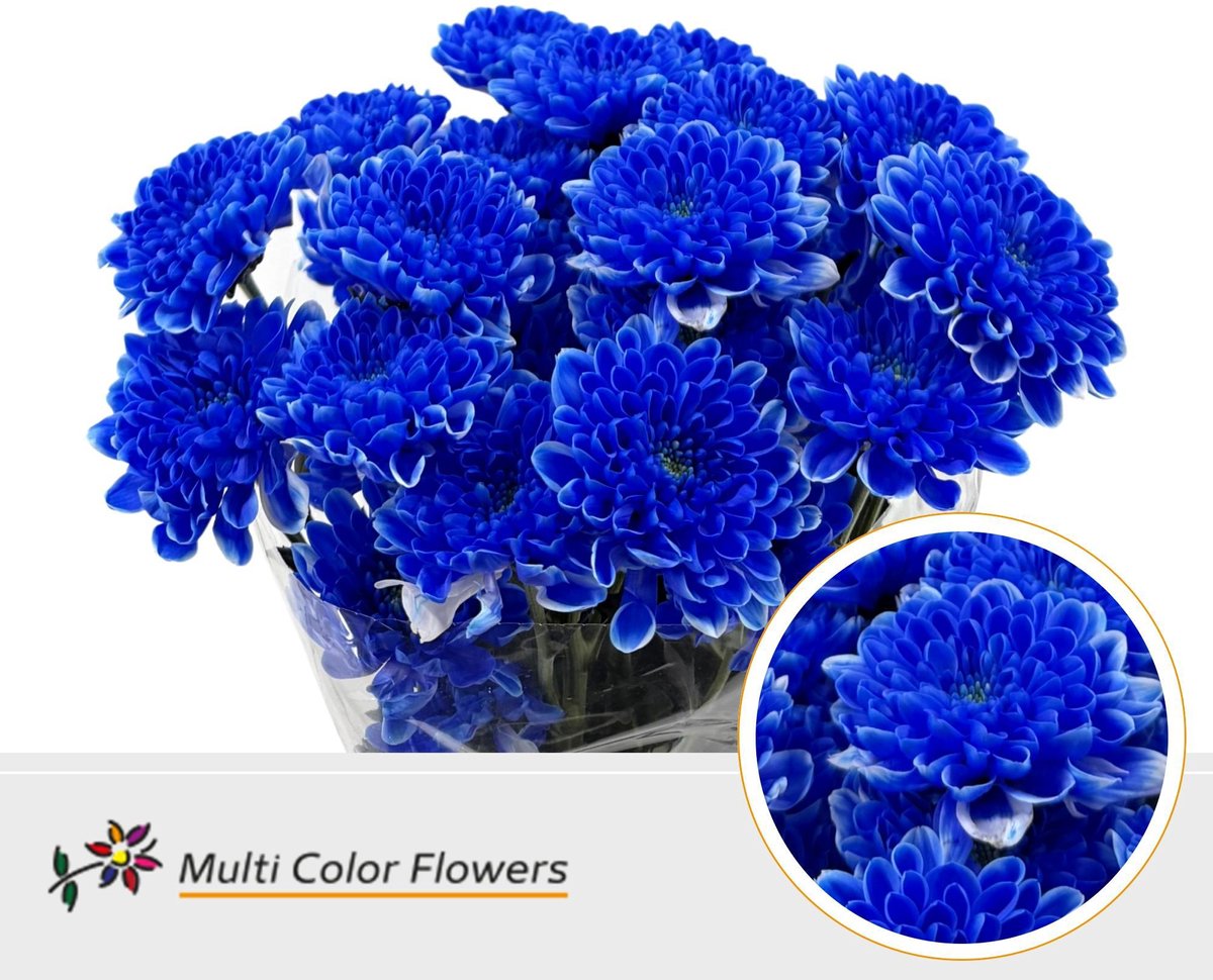 10x Chrysant overig 60cm