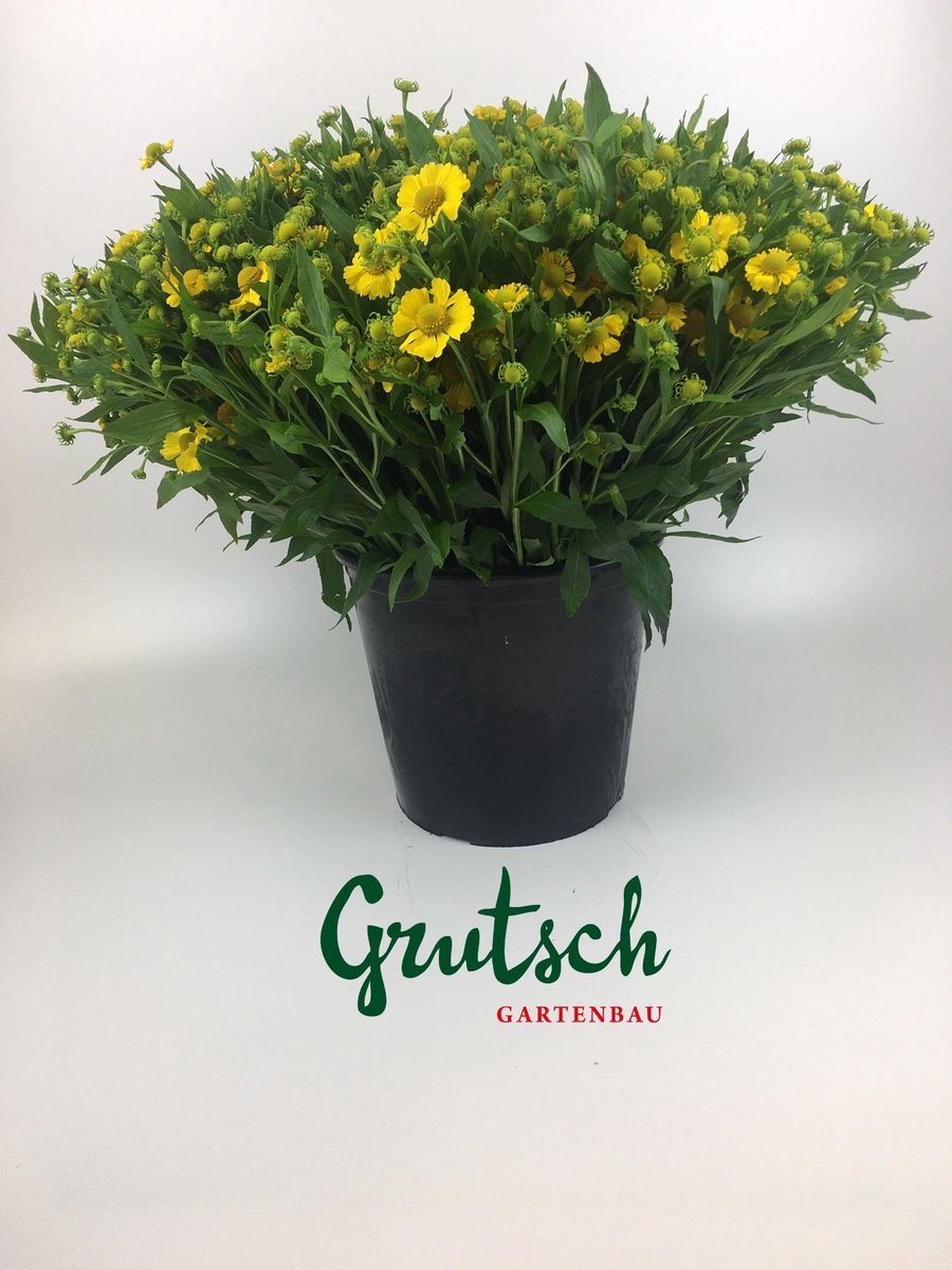 1x Helenium kanaria 40cm