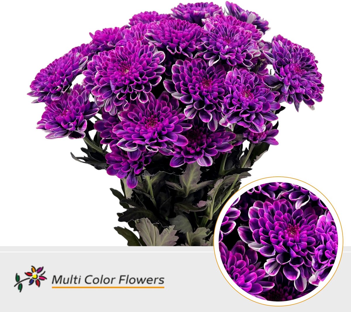 10x Chrysant overig 60cm