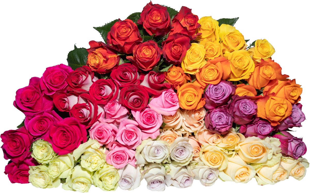 100x Rosa mix hoja verde 60cm