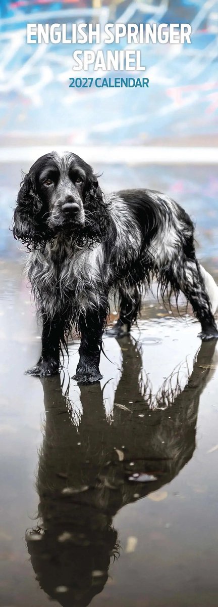 Engelse Springer Spaniel Kalender 2027 Slimline
