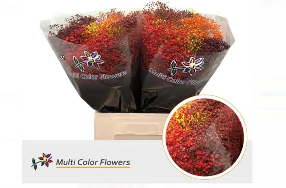 25x Gipskruid m.stars herfst 70cm