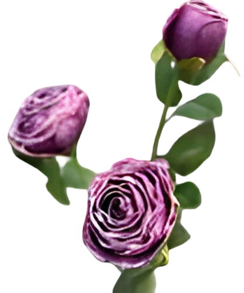 Buitengewoon Boet Roze 3 knoopjes violet Buitengewoon de Boet paars