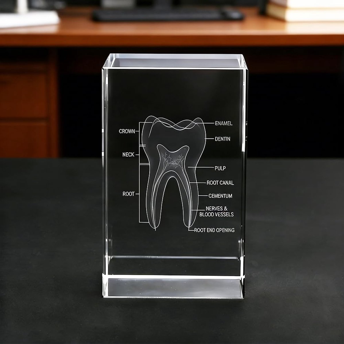 Dailygoods- Tandmodel 3D - Anatomisch Kristalmodel - Helder Kristalglas - Decoratie/Huis/Kantoor - Geschenken voor Tandartsen - Afmetingen 5x5x8 cm - Tandkunst