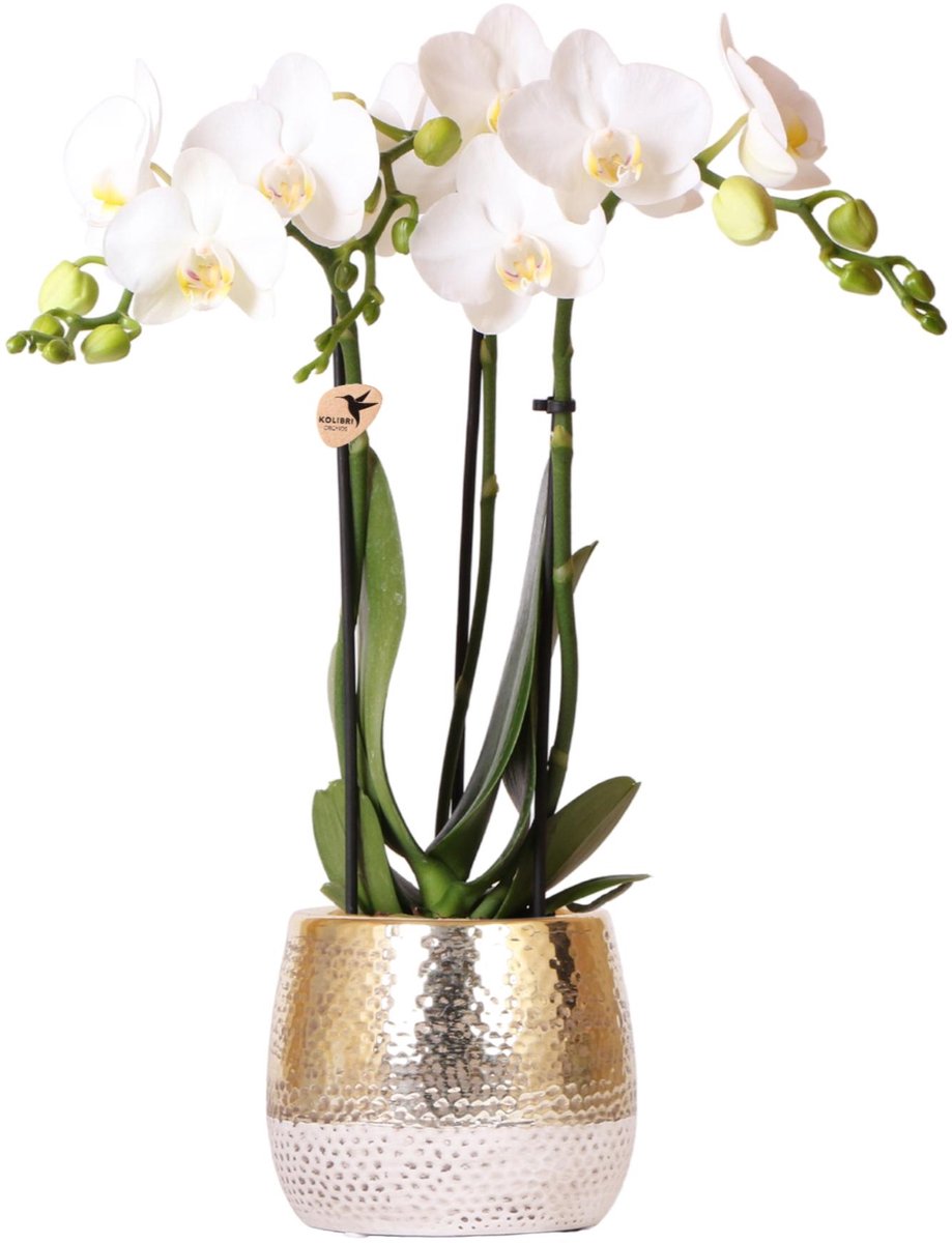 Kolibri Orchids | witte Phalaenopsis orchidee – Amabilis + Elite pot gold – potmaat Ø9cm | bloeiende kamerplant in bloempot - vers van de kweker -