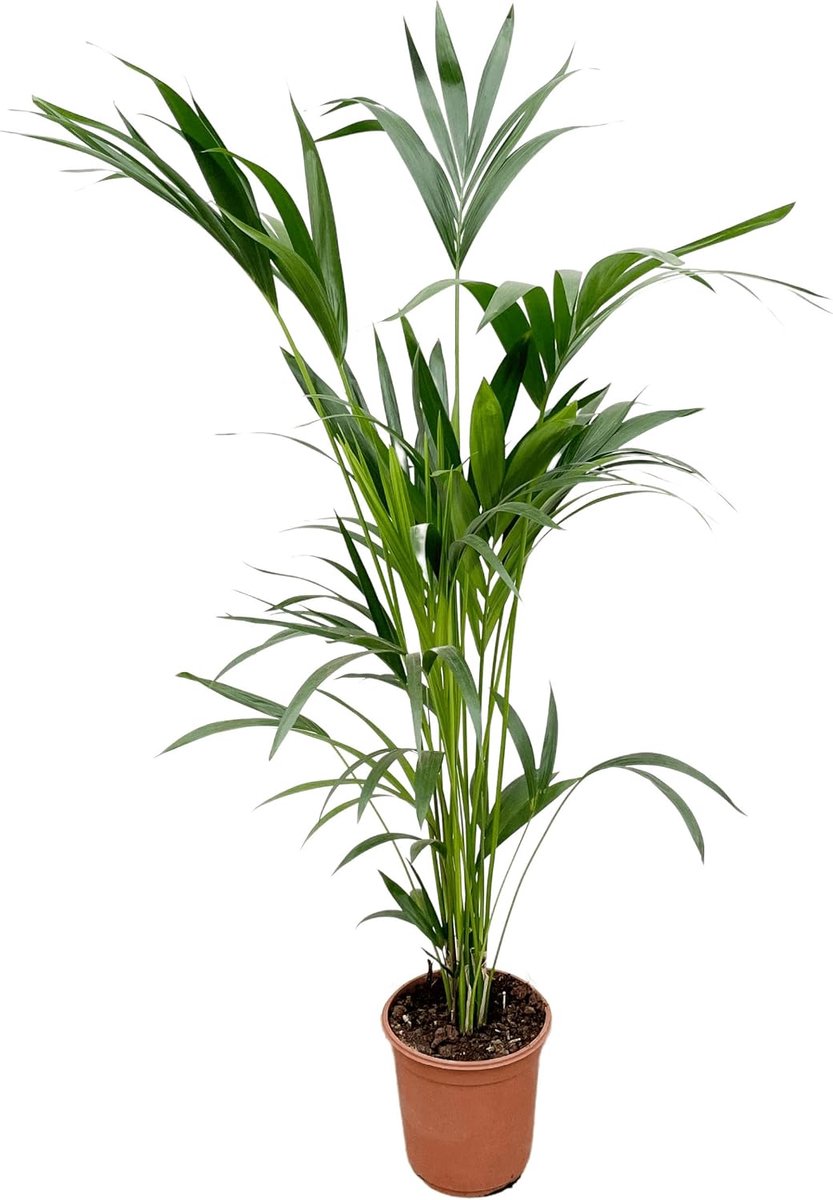 Kentia Palm