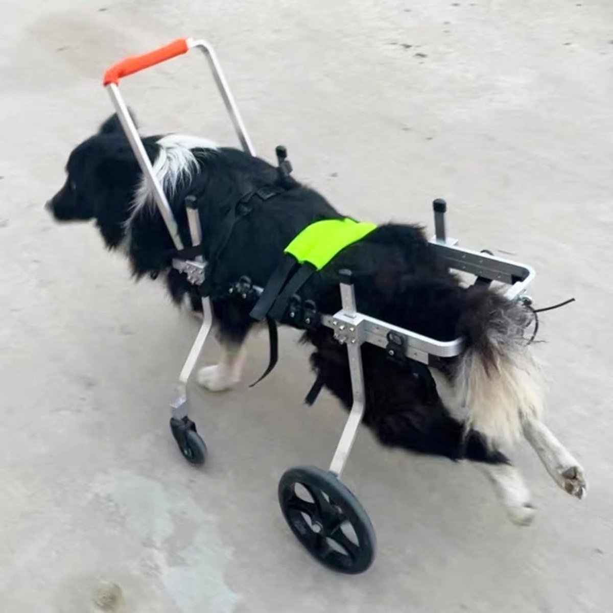 Hondenrolstoel - Huisdier rolstoel - Honden laten lopen - Verstelbaar ontwerp - Maat S - Zilver
