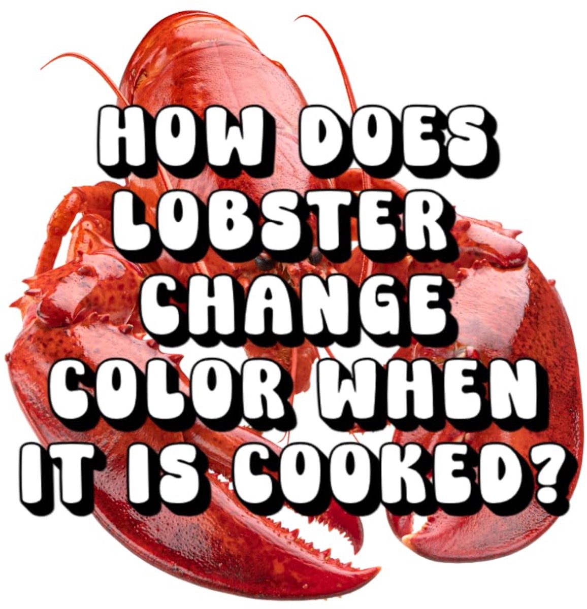 Does Lobster Change Color When It Is Cooked?