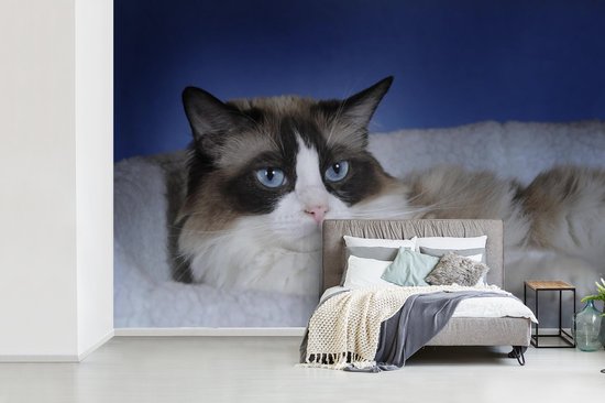 Papier peint photo en vinyle - Couché noir avec chat Ragdoll blanc largeur 390 cm x hauteur 260 cm - Tirage photo sur papier peint (disponible en 7 tailles)