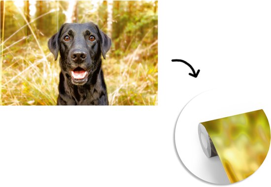 Papier peint - Papiers Papier peint photo - Happy Black Dog - Largeur 345 cm x Hauteur 220 cm