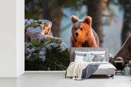 Papier peint photo peint photo vinyle - Ours brun au soleil largeur 330 cm x hauteur 220 cm - Tirage photo sur papier peint (disponible en 7 tailles)