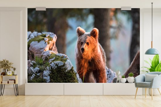 Papier peint photo peint photo vinyle - Ours brun au soleil largeur 330 cm x hauteur 220 cm - Tirage photo sur papier peint (disponible en 7 tailles)