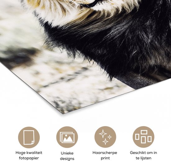 Affiche Animaux sauvages - Lion - Zwart - 100x100 cm XXL