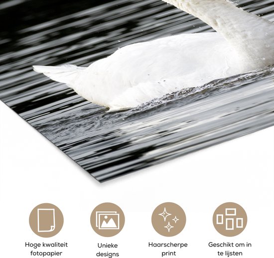 Affiche de deux cygnes blancs au bec orange dans l'eau sombre. Icônes pour papier photo, designs uniques, impression ultra-nette et cadre.