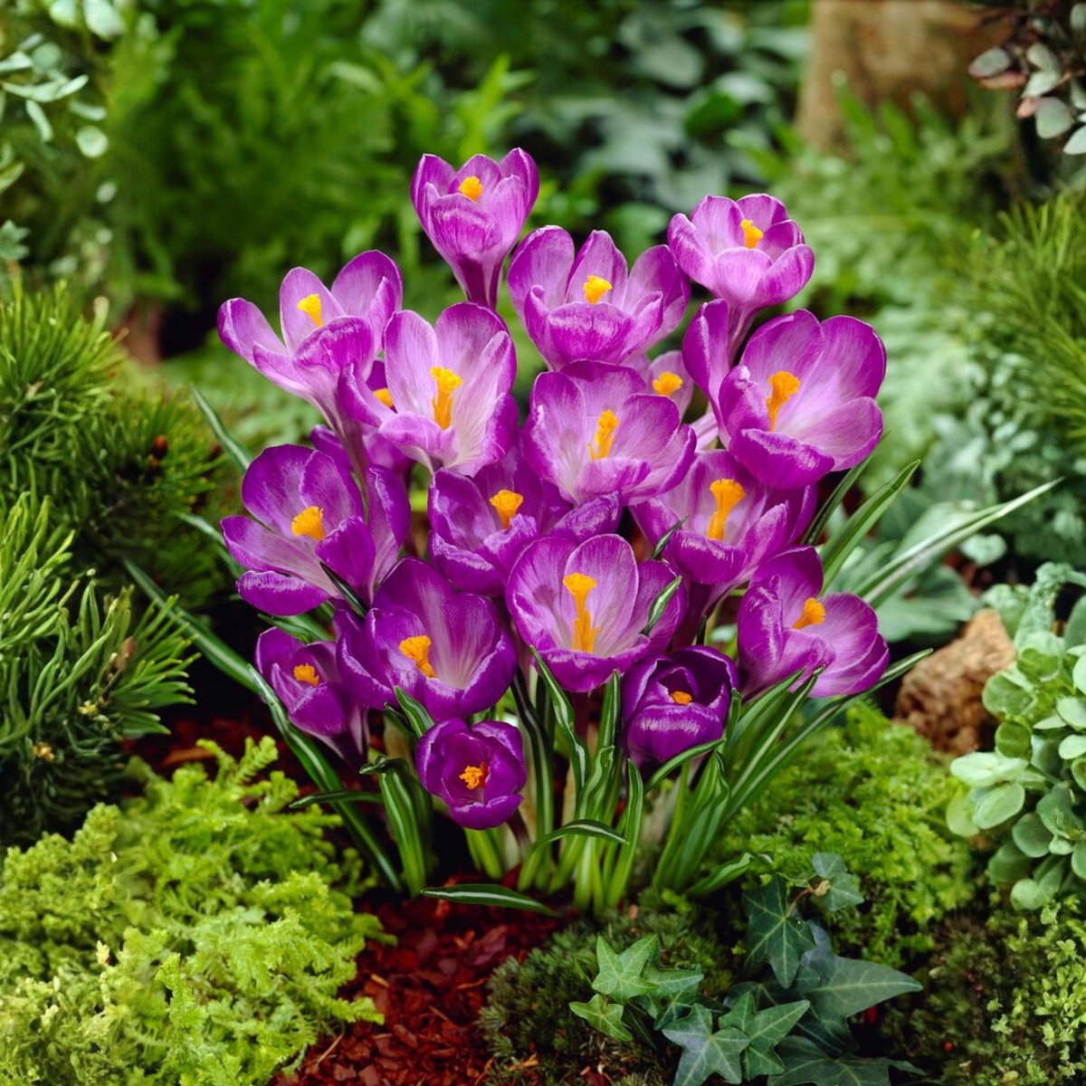 Krokus Flower Record - Crocus - Bijen-Vlinders - Voorjaarsbollen - bloeit in Februari / Maart