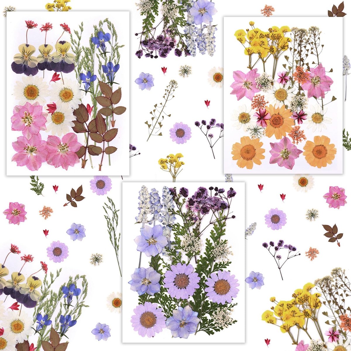 Dailygoods - Echte gedroogde bloemen - Natuurlijke geperste bloemen - Voor bloemenstyling en decoratie - Meerdere kleuren - Geschikt voor DIY en gesch...