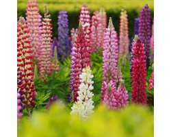 Lupine Gallery Gemengd - Lupinus - Vaste planten - Bijen-Vlinders - Snijbloemen - Geurend - Zomerbollen - Voorjaarsbollen