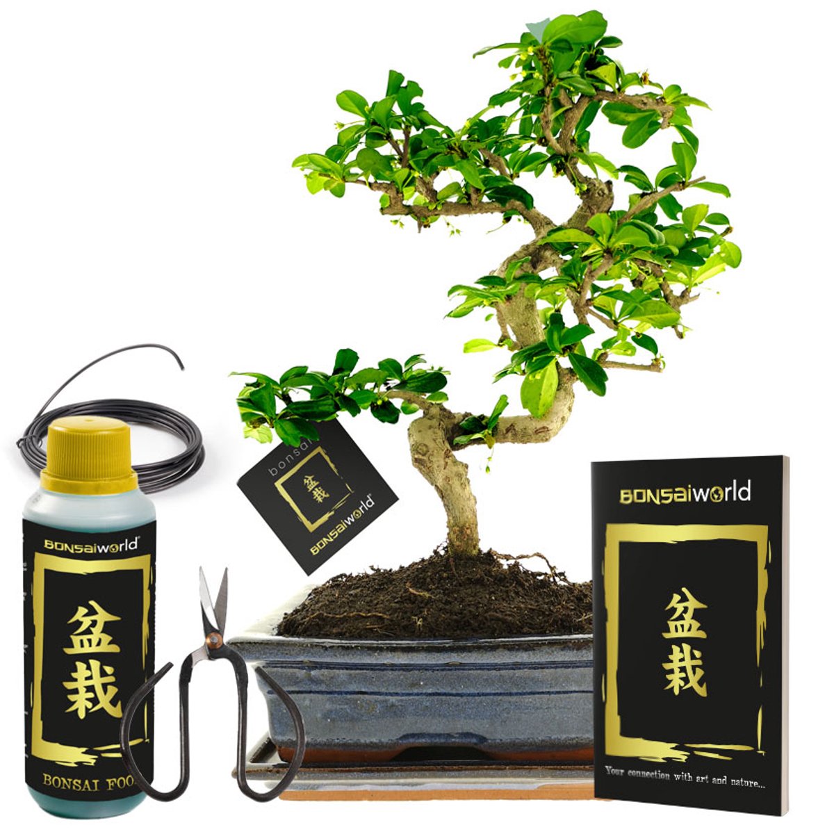 vdvelde.com - Bonsai boom S-vormig ca. 10 jaar - Compleetset met Japans keramieken pot, schaaltje, bonsaischaar, draad en verzorgingsboekje - Indoor kamerplant - Cadeau set