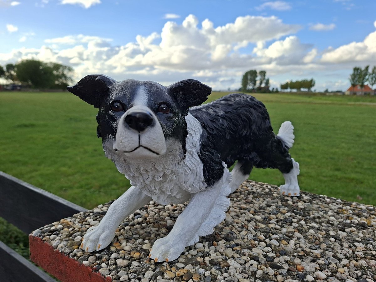 Realistisch Border Collie Beeld – Sluipende Drijfhond Tuindecoratie – Polystone Hondenbeeld – 60 cm Lang