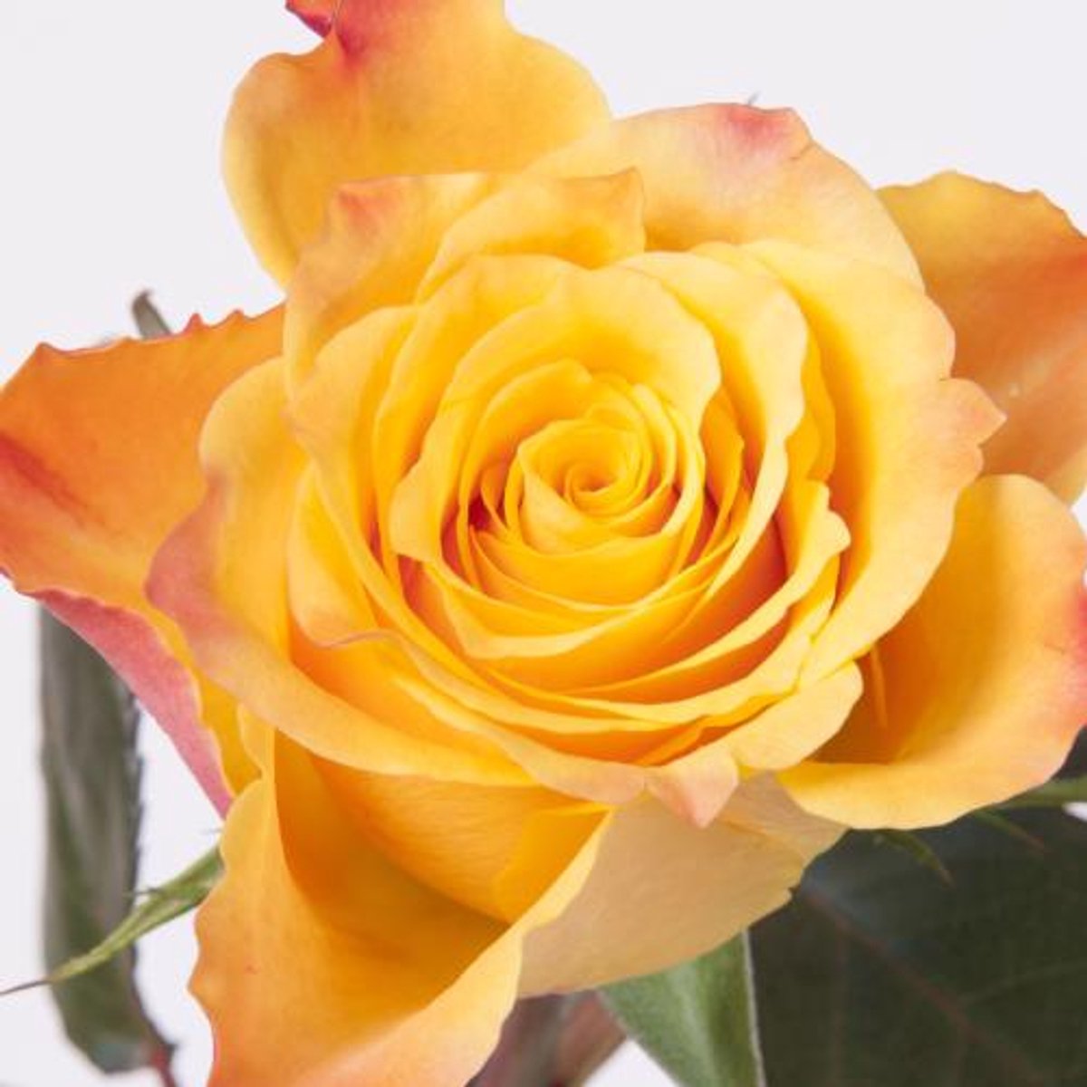 20x Rosa marie-claire! 60cm