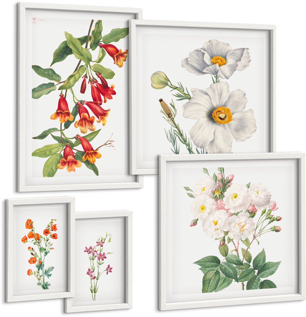Tulup 4-Delige Schilderij Set - Bloemenillustraties in botanische stijl op een witte achtergrond. - 50 x 50 cm, 20 x 30 cm en 40 x 60 cm - Schilderijen Set - Wanddecoratie - Woonkamer - Interieur Decoratie