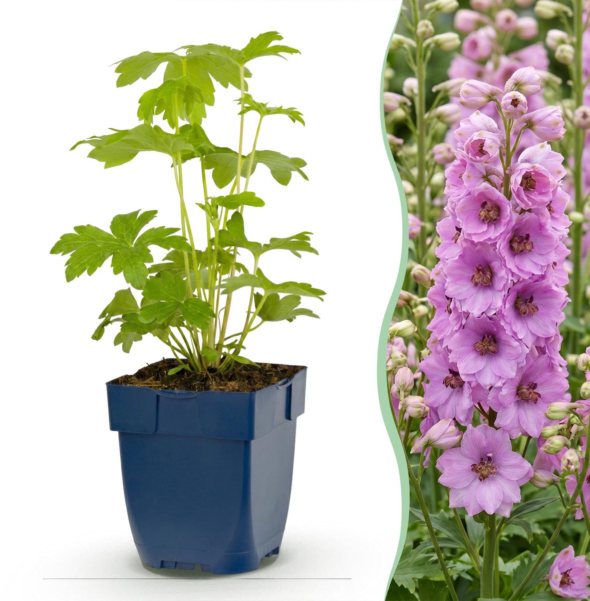 Green boutiQ - Vasteplant - Delphinium (P) Astolat - Ridderspoor - Bijen en Vlinderlokkers - Roze - 3 Planten - Pot 11cm - Hoogte 15-25cm