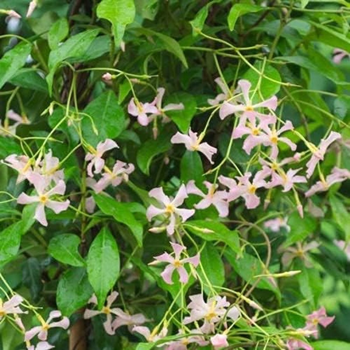 3 x Toscaanse Jasmijn 'Star of Sicily'/Pink Showers (Groenblijvend - 3 Klimplanten) - 3 kopen/2 betalen - Roze abrikoos Bloeiend, Geurend & Winterhard | Toscaanse Jasmijn | 3 x 1,5 liter pot