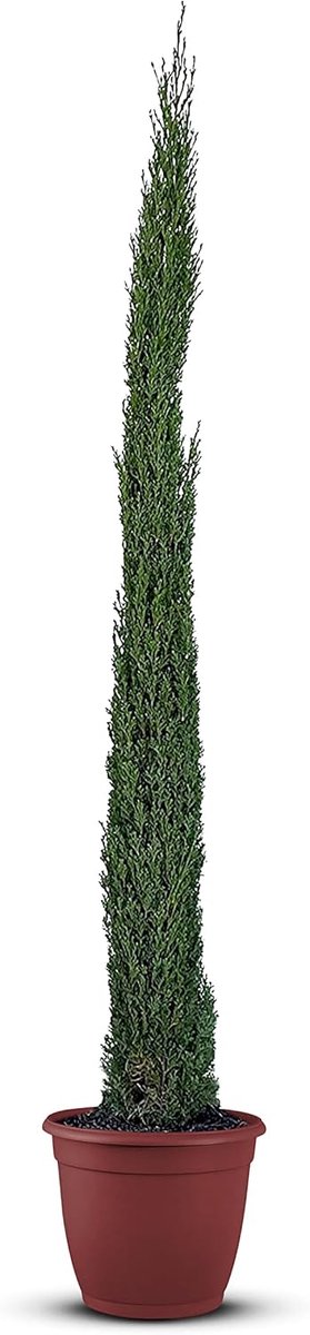 SnelShoppen - Cupressus Sempervirens Totem Italiaanse Cipres 170 cm Hoog Slanke Groenblijvende Conifeer voor Tuin, Terras en Oprit
