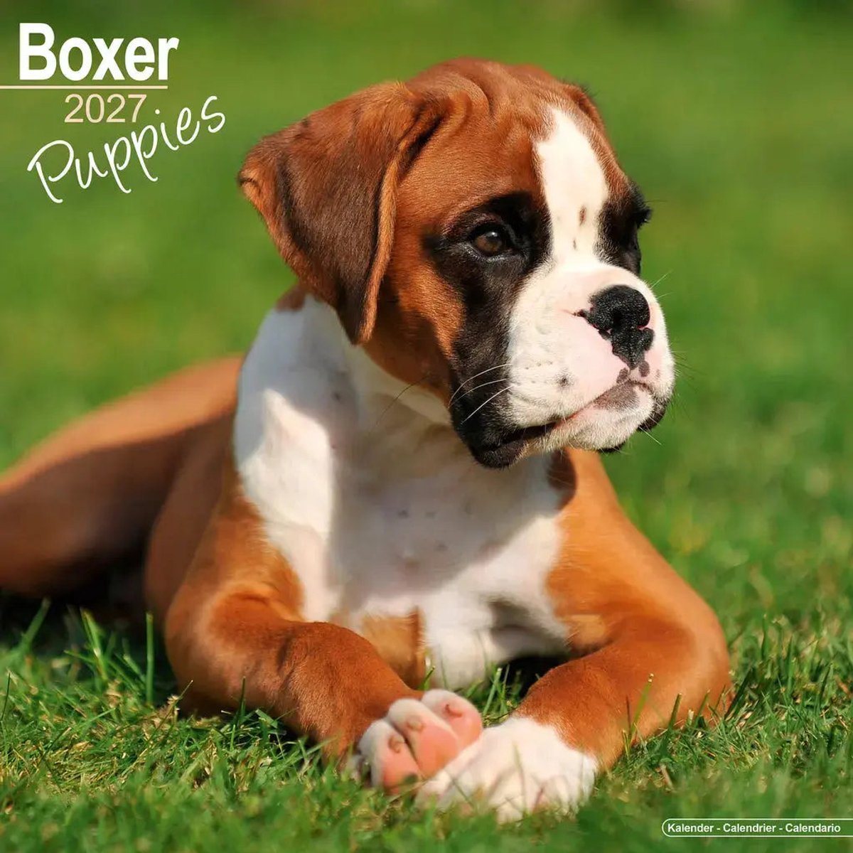 Boxer Puppies Kalender 2027