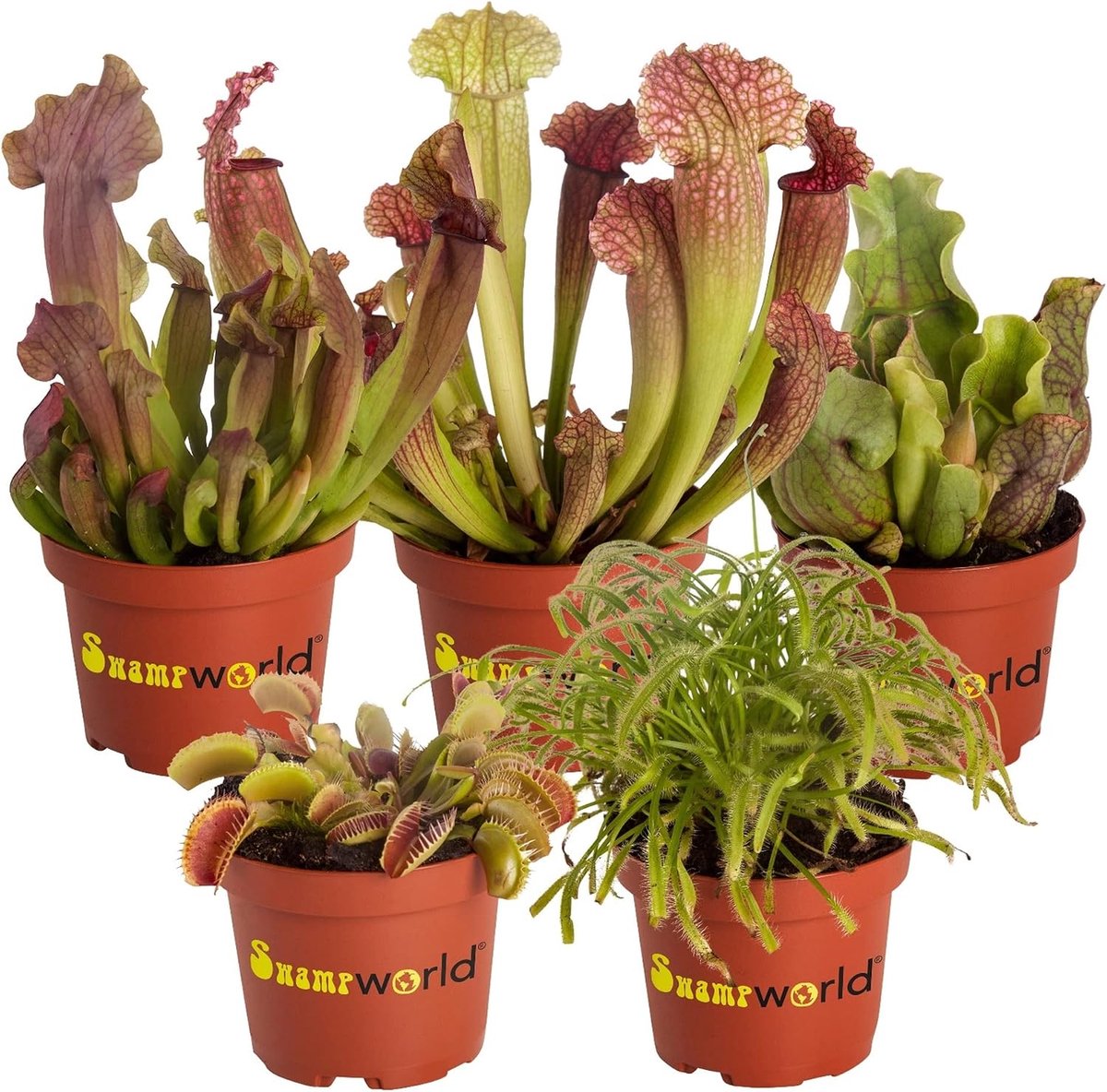 SnelShoppen - Carnivore Plantenmix - 5 Stuks - 1x Venus Vangkruid, 1x Zonnedauw, 3x Trompetbekers - Pot Ø 9 cm, Hoogte 10-20 cm - Natuurlijke Insecten