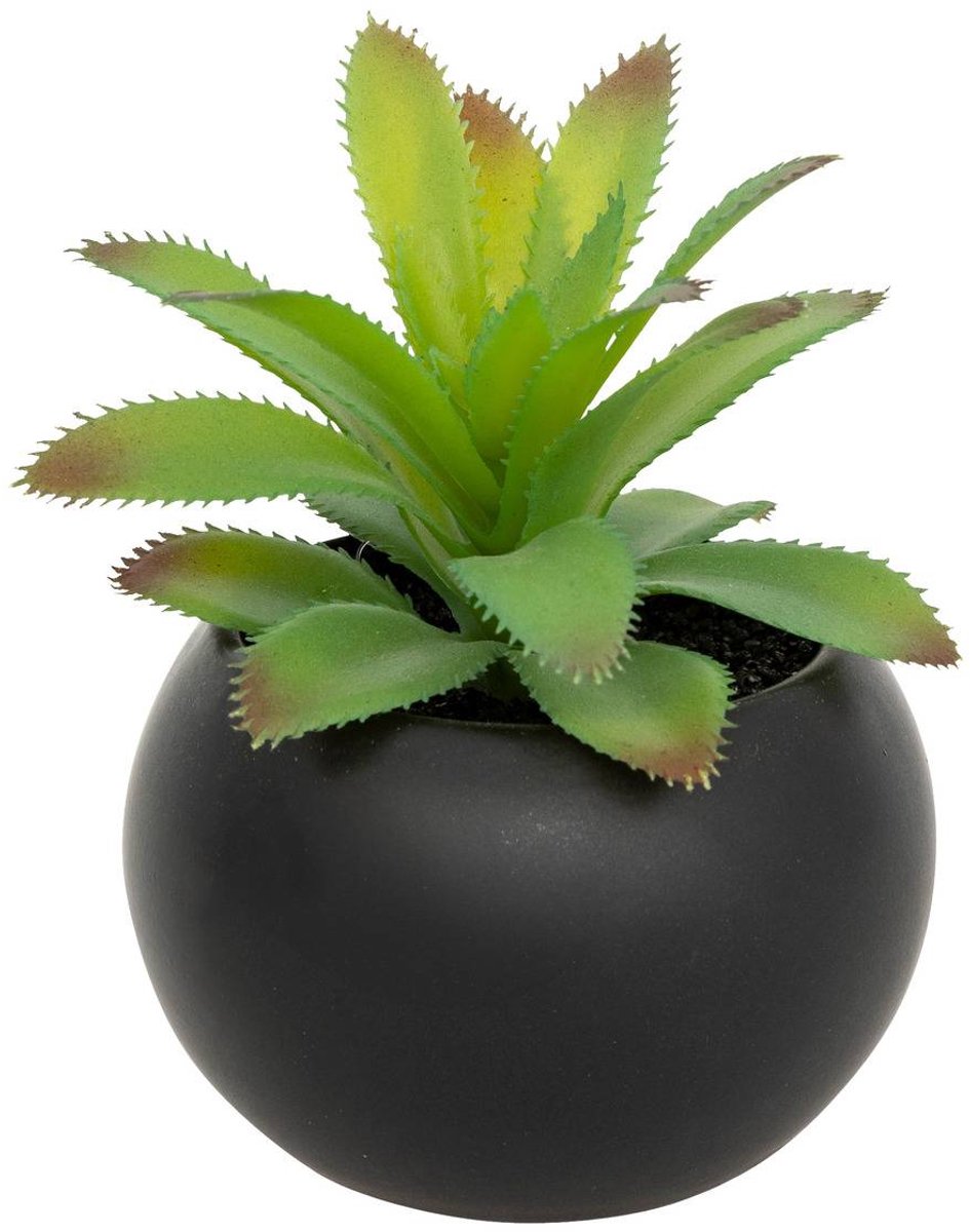 Vetplant in pot ANDA