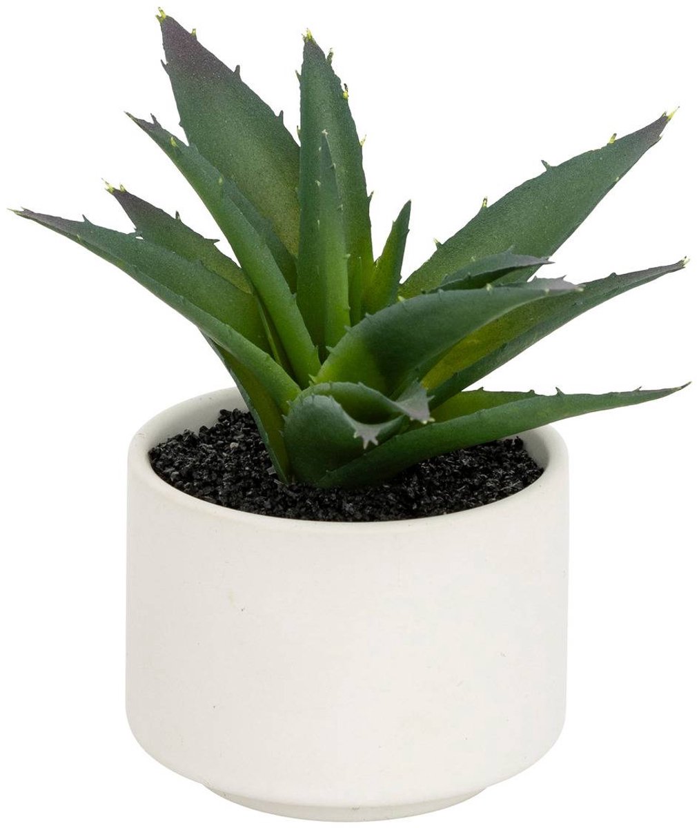 Vetplant in pot ANDA